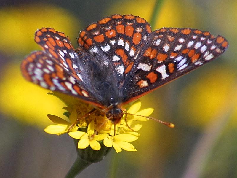 /style/source/Butterfly.jpg?size=150x