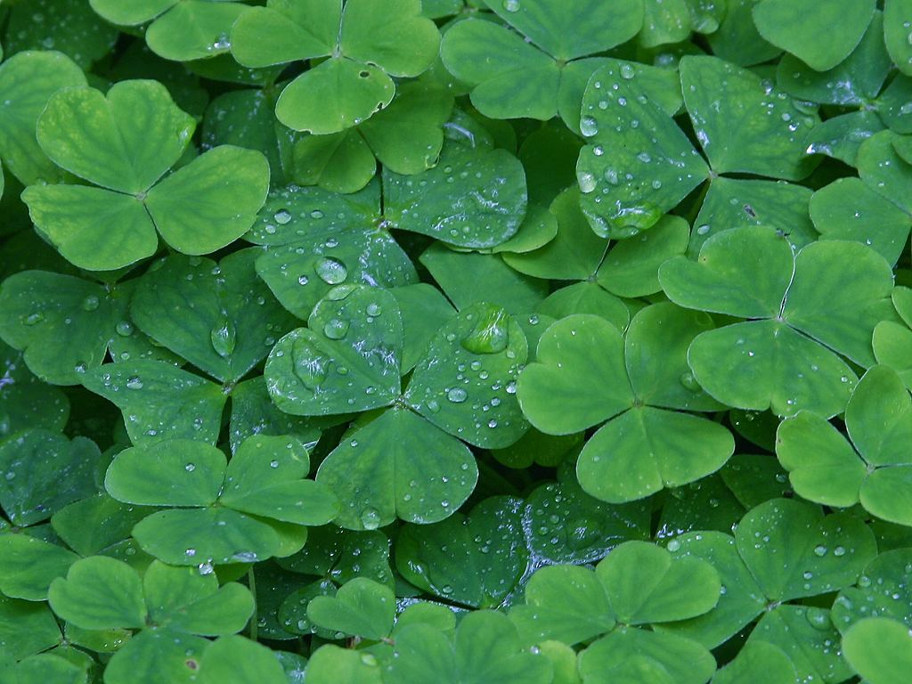 /style/source/Clover.jpg?size=150x