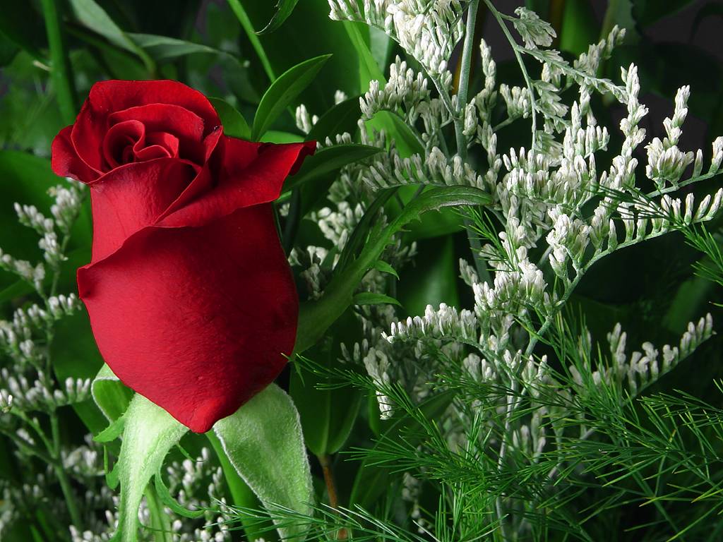 /style/source/Rosebud.jpg?size=150x
